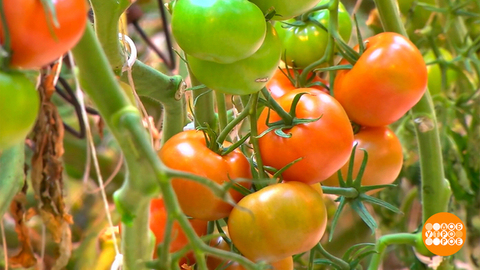 Огурчики, помидорчики: наши — лучше всех! Доброе утро. Фрагмент