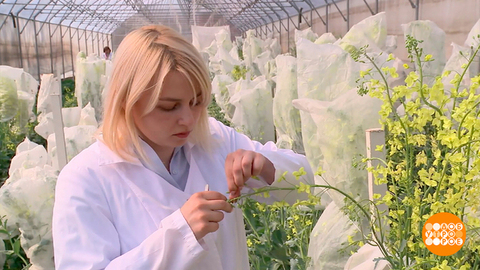 Селекция: наука и искусство. Доброе утро. Фрагмент 