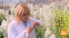 Селекция: наука и искусство. Доброе утро. Фрагмент 