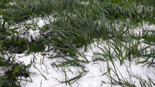 До конца недели синоптики обещают заморозки в Центральной России и на юге страны