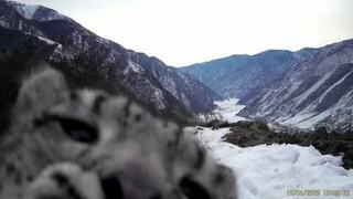 Камеру убери: барсенок решил утащить фоторегистратор в Саяно-Шушенском заповеднике