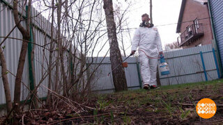Обрабатываем садовый участок от клещей. Доброе утро. Фрагмент 