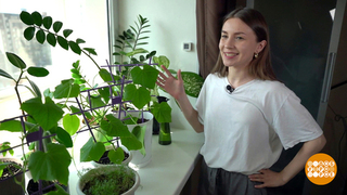 Грядки — в тренде! Доброе утро. Фрагмент