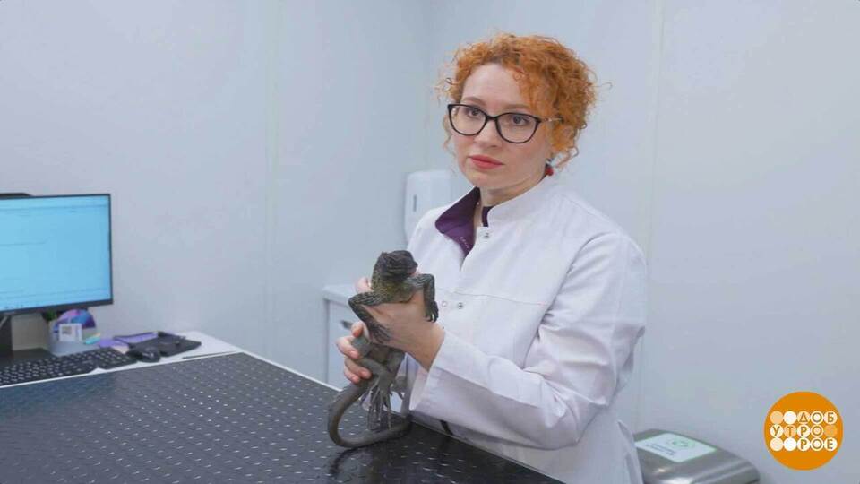 Всех излечит, исцелит добрый врач-ветеринар. Доброе утро. Суббота. Фрагмент выпуска от 25.04.2026