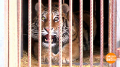 Спасите тигра! Доброе утро. Суббота. Фрагмент 