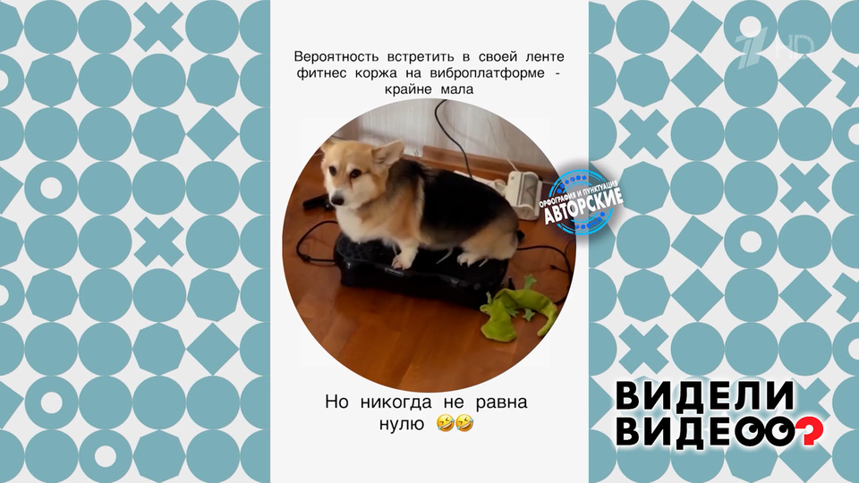 Корги Харти. Видели видео? Фрагмент выпуска от 26.04.2026