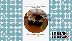 Корги Харти. Видели видео? Фрагмент 