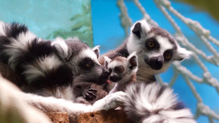 Беби-бум: в Московском зоопарке родились детеныши кошачьих лемуров и птенцы пеликанов