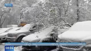 Из-за метели в Москве и МО на машины упали ветви деревьев: видео
