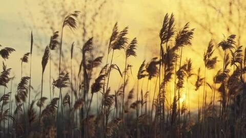 «Батюшка Егорий». Хочется праздника. Анонс