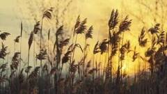 «Батюшка Егорий». Хочется праздника. Анонс