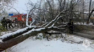 Непогода повалила 542 дерева в Подмосковье, пострадали шесть человек