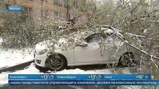 КАСКО не панацея: автоюрист объяснил, что делать, если на машину упало дерево