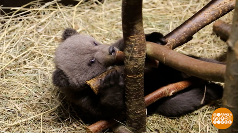Медвежата-сироты не пропадут! Доброе утро. Фрагмент