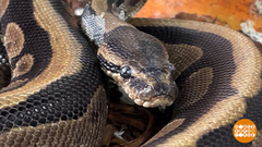 Мой питомец — питон. Доброе утро. Фрагмент