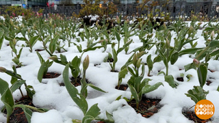 Апрельский снегопад: зима вернулась? Доброе утро. Фрагмент
