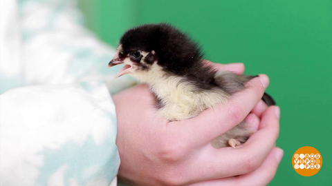 Ну что, вылупились? Доброе утро. Фрагмент