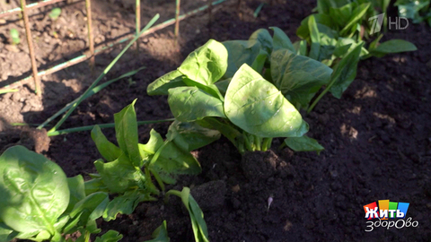  Шпинат дома — путь к долголетию. Жить здорово! Фрагмент 