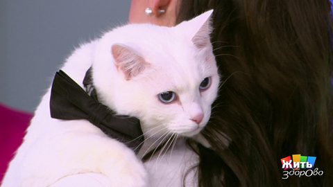 Кошка рядом — одиночества нет. Жить здорово! Фрагмент 