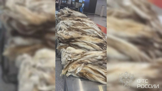 Более 900 шкур хорька обнаружили в чемоданах у иностранца в Шереметьево