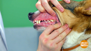 Собаке тоже надо чистить зубы! Доброе утро. Фрагмент 