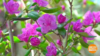 Маральник — сибирская сакура. Доброе утро. Фрагмент 