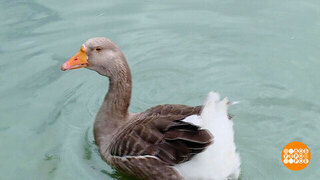 Гуси прилетели! А мы их посчитали... Доброе утро. Фрагмент 