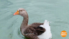 Гуси прилетели! А мы их посчитали... Доброе утро. Фрагмент 