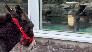 Звезда выдриного царства: ослик Жорик из Московского зоопарка завел новые знакомства