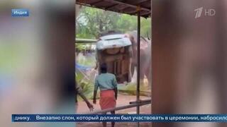 Очевидцы сняли на видео разбушевавшегося слона в Индии