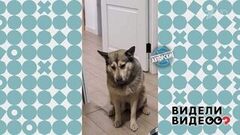 Грустная собака. Видели видео? Фрагмент 