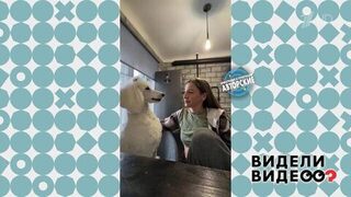 Говорящий пудель. Видели видео? Фрагмент 