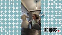 Говорящий пудель. Видели видео? Фрагмент 