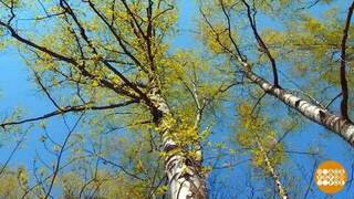 Береза цветет! А я чихаю... Доброе утро. Фрагмент 