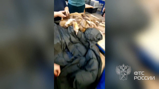 Более 700 зашитых в куртки шкур соболя и куницы обнаружили таможенники на почте