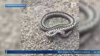 В России зафиксировали первые случаи укусов змей