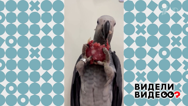 Попугай, который очень любит колбасу. Видели видео? Фрагмент 