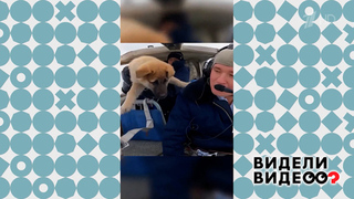 Летающий пес. Видели видео? Фрагмент