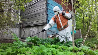 С 1 марта 2026 года собственников земли обязали избавляться от борщевика