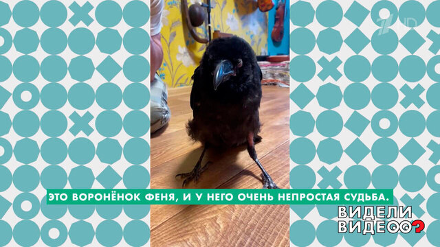 Спасение ворона Фени. Видели видео? Фрагмен
