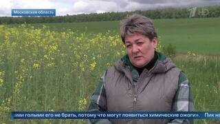 Агроном объяснила, чем опасны испанские слизни