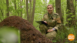 Муравьи, вы в домике? Доброе утро. Фрагмент 
