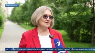 Сугробы из пуха: эксперт объяснила, почему городу необходимы тополя