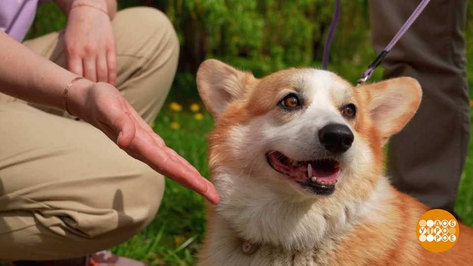 Morning Inspiration: Pet Etiquette, Financial Dreams, and Cleaning Tips