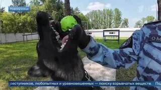 Кинолог ОМОН «Авангард» объяснила, как протестировать собаку на заинтересованность