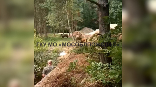 Поросята в ловушке: спасатели освободили провалившихся в бетонный бассейн кабанов