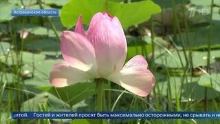 В Астраханской области распустились первые краснокнижные лотосы: кадры