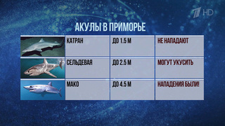 В Приморье курортный сезон в этом году подпортили акулы