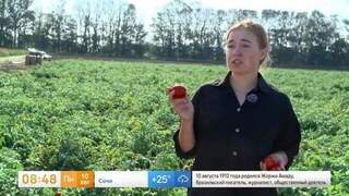 На вкус и цвет: агроном объяснила, как правильно выбирать томаты