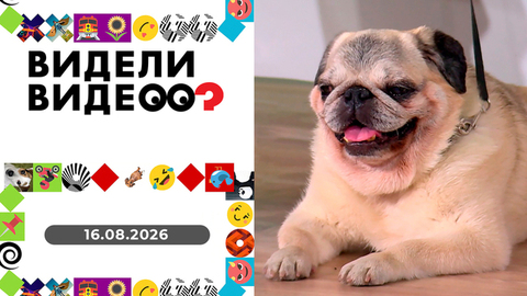 Фитнес для мопсов; «феназепамовый хит»; с другом пополам. Видели видео? 